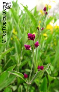 Gomphrena decumbens, Airy Bachelor Buttons

Click to see full-size image