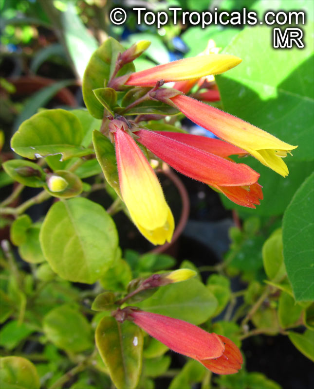 Justicia rizzinii, Jacobinia pauciflora, Firefly