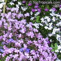 Lobelia erinus, Bellflower

Click to see full-size image