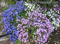 Lobelia erinus, Bellflower

Click to see full-size image