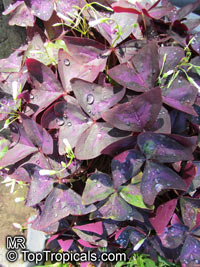 Oxalis triangularis, Oxalis regnellii, Purple Shamrock, Love Plant 

Click to see full-size image