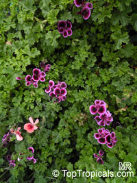 Pelargonium sp., Pelargonia, Geranium

Click to see full-size image