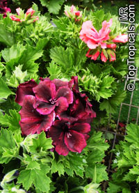 Pelargonium x domesticum, Regal Geranium

Click to see full-size image