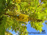Peltophorum africanum, African Wattle, Weeping Wattle

Click to see full-size image
