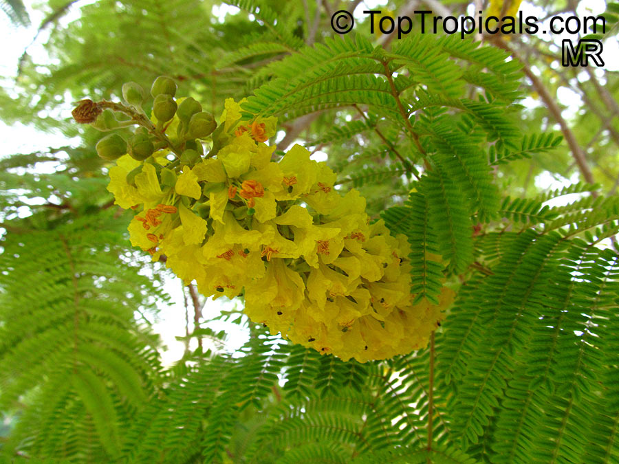 Peltophorum africanum - Yellow Poinciana - seeds