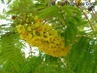 Peltophorum africanum - Golden Flamboyant, Yellow Poinciana

Click to see full-size image