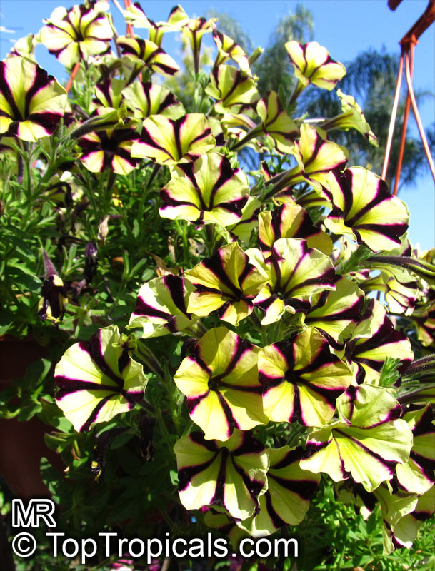 Petunia x hybrida, Petunia