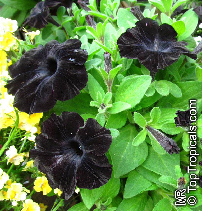 Petunia x hybrida, Petunia. Black Velvet Petunia