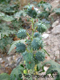 Ricinus communis, Castorbean, Castor Oil plant, Palma Christi, Ricin, Wonder tree, Krapata

Click to see full-size image