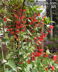 Salvia sp., Garden Sage

Click to see full-size image