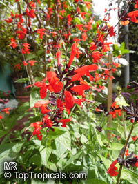 Salvia sp., Garden Sage

Click to see full-size image