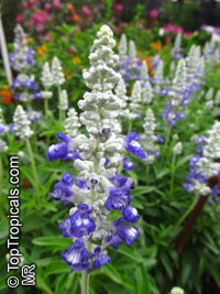 Salvia farinacea, Mealy Sage

Click to see full-size image