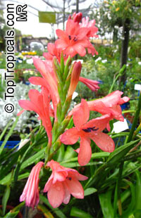 Watsonia sp., Watsonia

Click to see full-size image