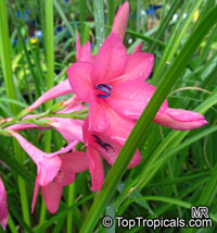 Watsonia sp., Watsonia

Click to see full-size image