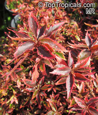 Acalypha wilkesiana, Fire Dragon Acalypha, Hoja de Cobre, Copper Leaf

Click to see full-size image