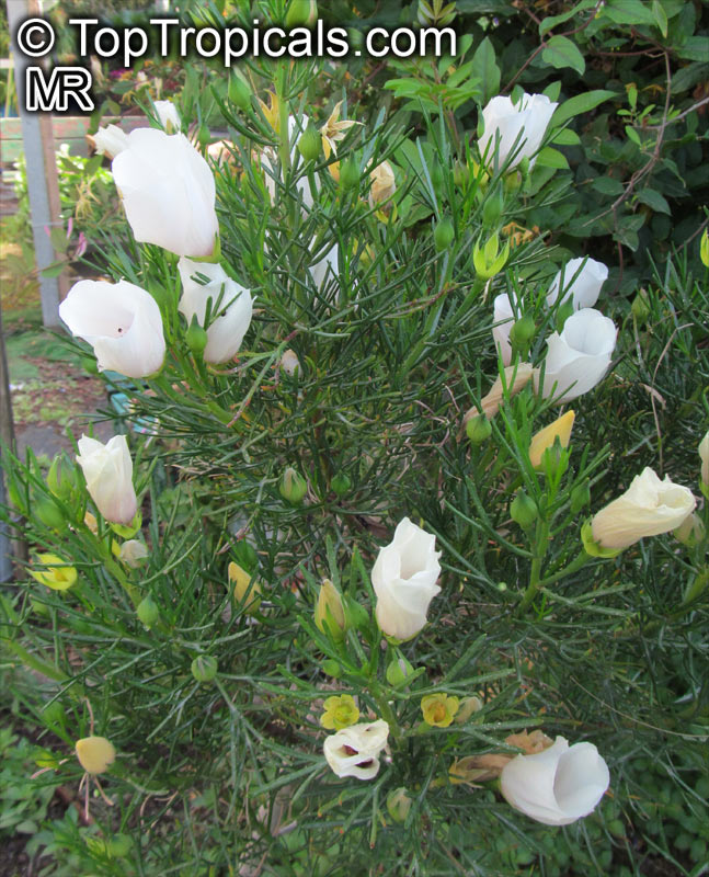 Alyogyne hakeifolia, Hibiscus hakeifolius, Cienfuegosia hakeifolia, Fugosia hakeifolia, Alyogyne lilacina, Red-centred Hibiscus, Desert Rose