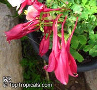 Aquilegia sp., Granny&apos;s Bonnet, Columbine