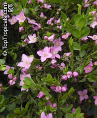 Boronia sp., Boronia