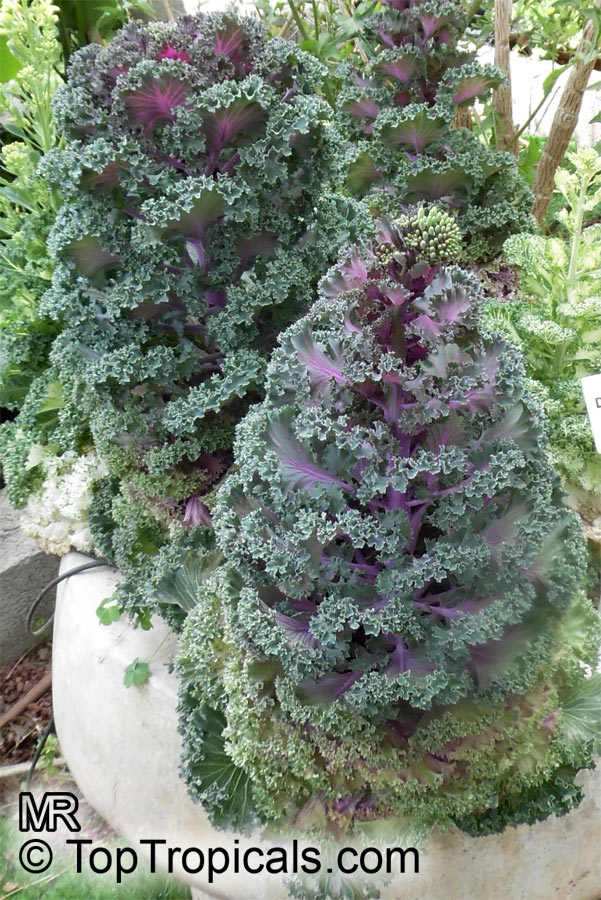 Brassica oleracea Acephala, Kale, Curly-leafed Cabbage