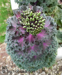 Brassica oleracea Acephala, Kale, Curly-leafed Cabbage

Click to see full-size image
