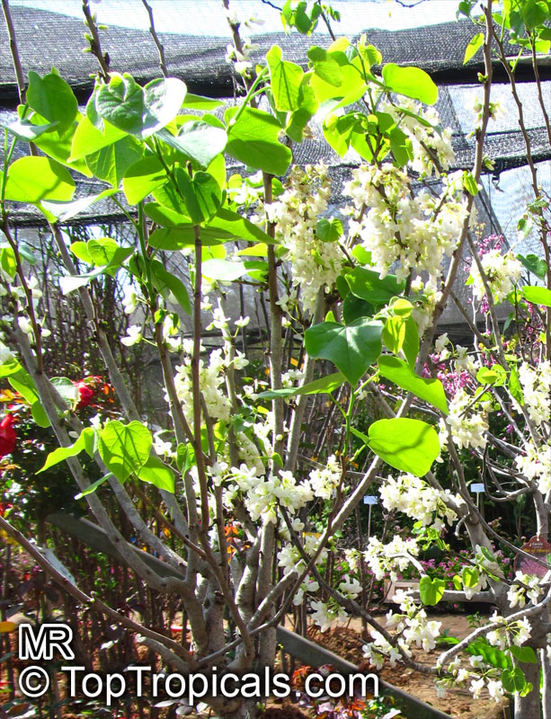 Cercis chinensis, Cercis pauciflora , Chinese Redbud Tree