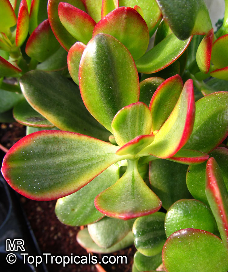 Crassula argentea cv JADE variegata RARE Succulent Plant Aztekium Echeveria FP 