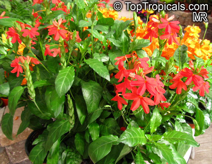 Crossandra Nile Queen Red (Florida Flame)