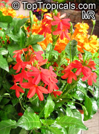 Crossandra Nile Queen, Red crossandra

Click to see full-size image
