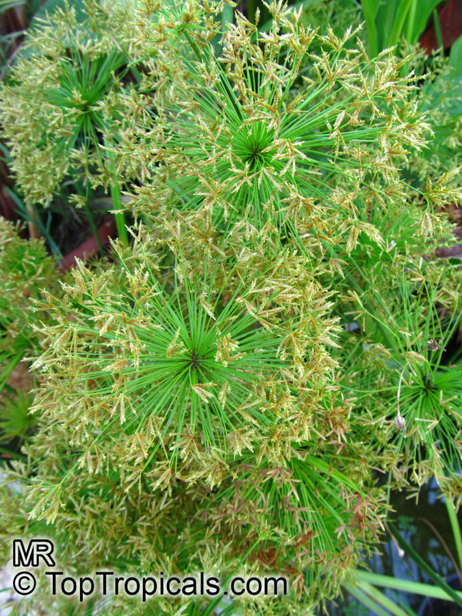 Cyperus sp., Flatsedge