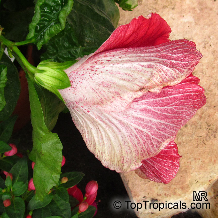Hibiscus rosa-sinensis, Hibiscus, Chinese Rose, Japanese Rose, Tropical Hibiscus, Shoe Flower