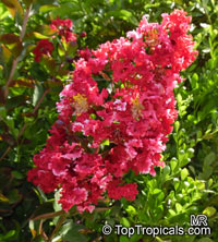 Lagerstroemia indica, Crape Myrtle, Crepe Myrtle

Click to see full-size image