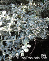 Leucophyllum zygophyllum , Cimmaron, Blue Ranger, Silverleaf

Click to see full-size image