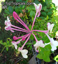 Lonicera sp., Honeysuckle

Click to see full-size image