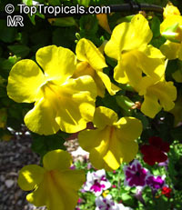 Mimulus x hybridus, Monkey Flower

Click to see full-size image