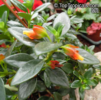 Nematanthus sp., Gold Fish, Guppy Plant

Click to see full-size image