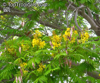 Peltophorum africanum, African Wattle, Weeping Wattle - TopTropicals.com