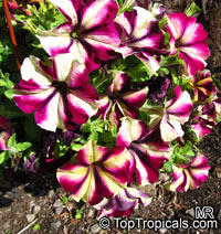 Petunia x hybrida, Petunia

Click to see full-size image