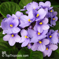 Saintpaulia ionantha, African violet

Click to see full-size image