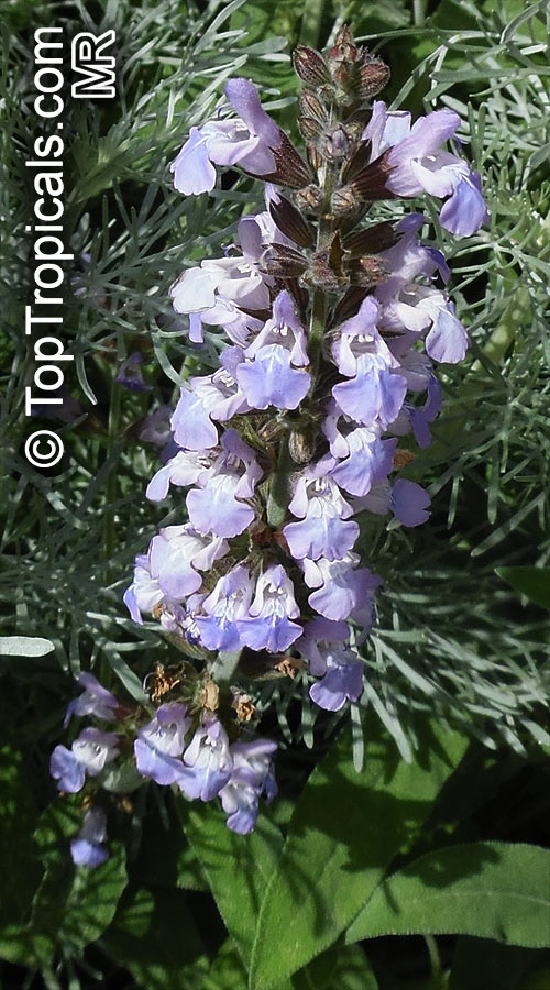 Salvia officinalis, Berggarten Sage, Garden Sage, Common Sage