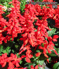 Salvia splendens, Scarlet Sage

Click to see full-size image