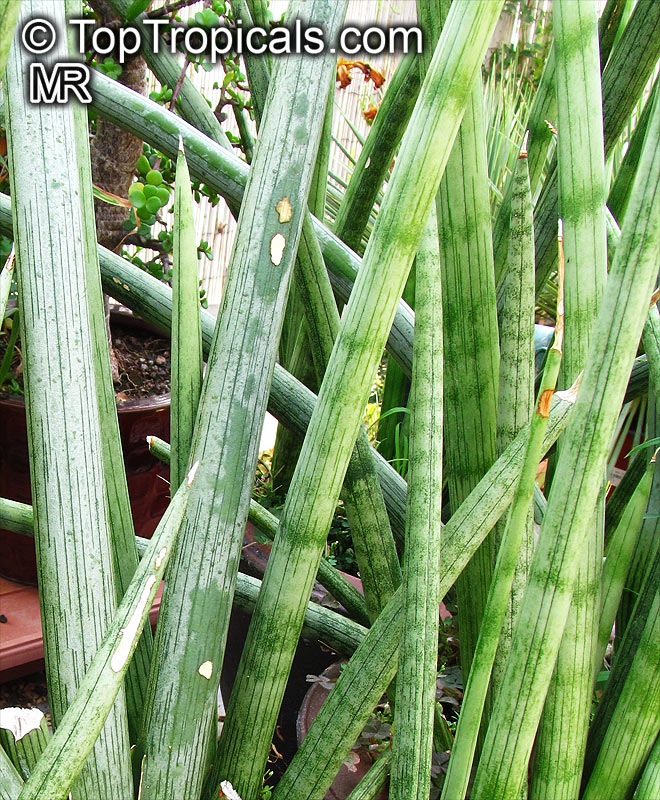 Dracaena angolensis, Sansevieria cylindrica, Sansevieria stuckyi, Snake Plant