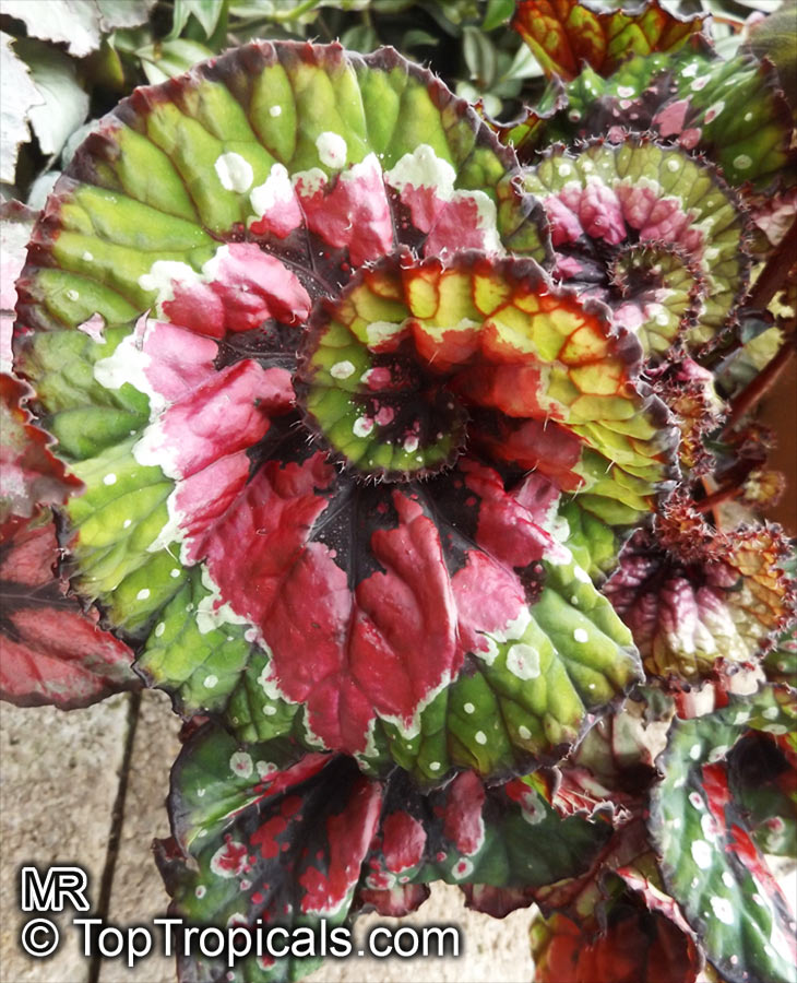 Begonia Rex - cultorum Group, Painted Leaf Begonia, Rex Begonia. Begonia Casey Corwin