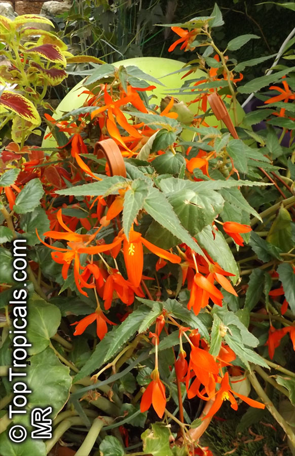 Begonia boliviensis, Bolivian Begonia