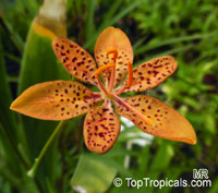 Belamcanda chinensis, Blackberry Lily

Click to see full-size image