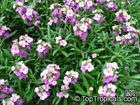 Erysimum sp., Cheiranthus sp., Wallflower

Click to see full-size image