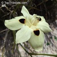 Dietes bicolor, Moraea bicolor, Evergreen Iris, Spanish Iris, African Iris

Click to see full-size image