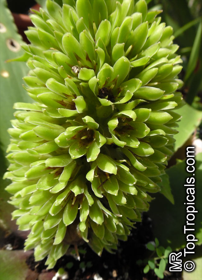 Eucomis sp., Pineapple Lily, Aloha Lily
