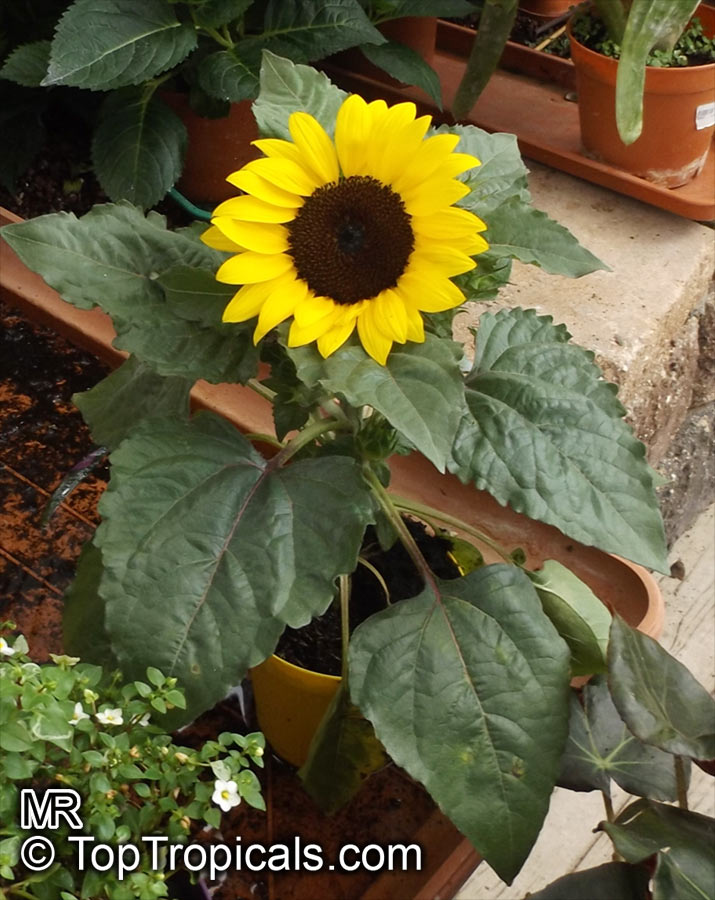 Helianthus annuus, Sunflower. Helianthus annuus 'Dwarf'