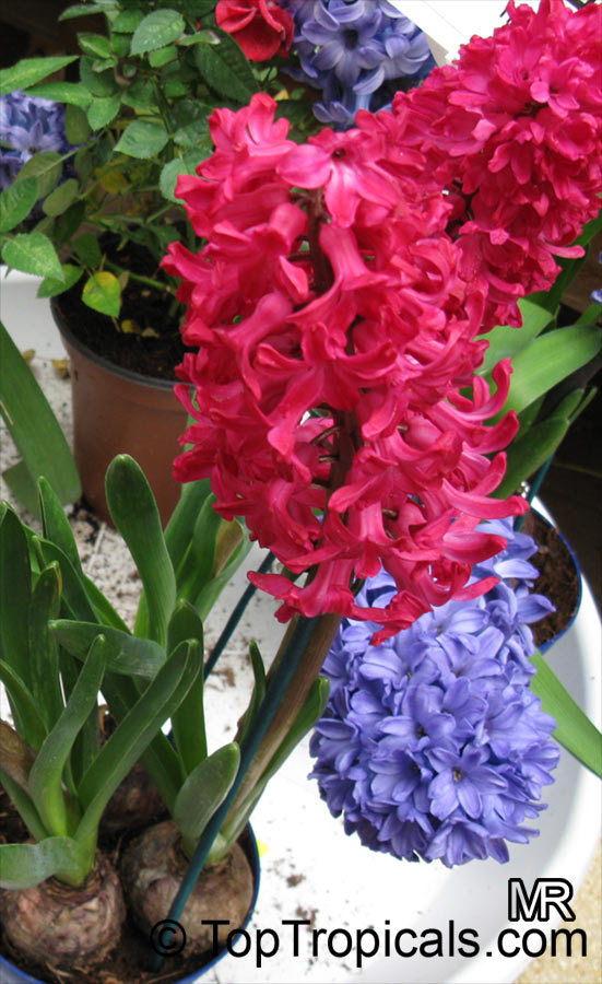 Hyacinthus orientalis, Hyacinth