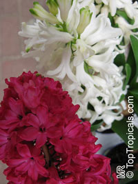 Hyacinthus orientalis, Hyacinth

Click to see full-size image